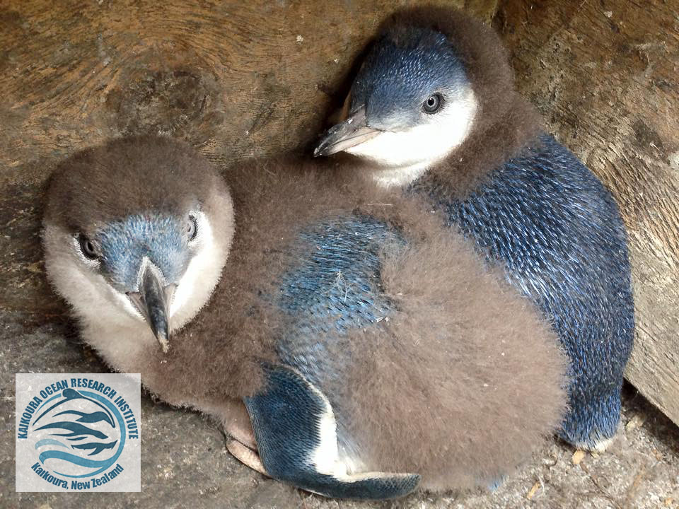 Two little blue penguin chicks with most of their adult feathers inside one of KORI's purpose-built nest-boxes